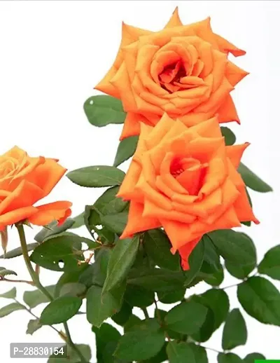 Baishnab  L45 rose live plant Rose Plant-thumb0