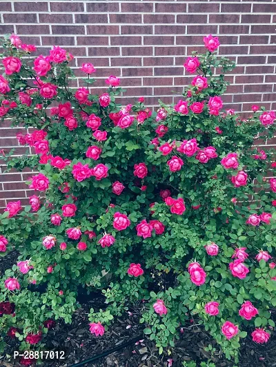 Baishnab  Pink Rose Plant Rosa Multiflora Perennial-thumb0