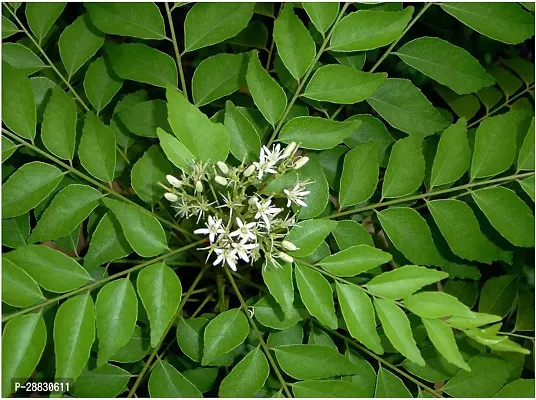 Baishnab  Gardens Live Indian Curry Leaves Plant-thumb0