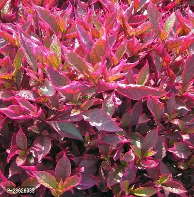 Baishnab Stromanthe Triostar Plant Brazilian red hots Alternanthera plant-thumb2