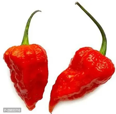 Baishnab chilli seed 40ps mc tjuIndia King Naga Ghost Peeper World Hottest Chilli Seed  40 per packet40PIECE