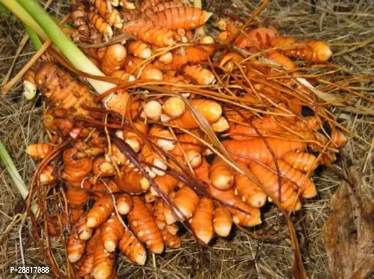 Baishnab  Haldi Plant H000010 Turmeric Plant