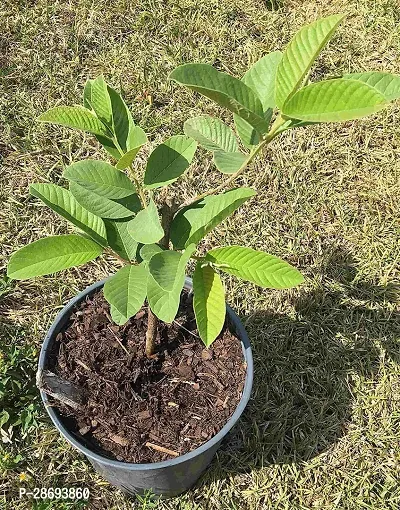 Baishnab Guava Plant Bahan Traders Guava Live Tree From Thailand Red Inside Small Grafted Plant Without Fruit Plant hight 2 fit-thumb0