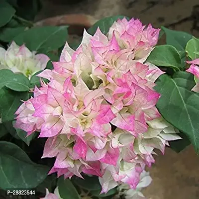 Baishnab  Multi Colour Baugainvillea Flower Plant B-thumb0