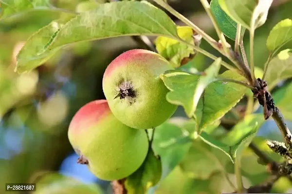 Baishnab  Live apple plant Elephant Apple Plant