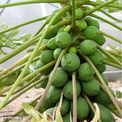 Baishnab Papaya Seed 55 psNXX 229355PIECE