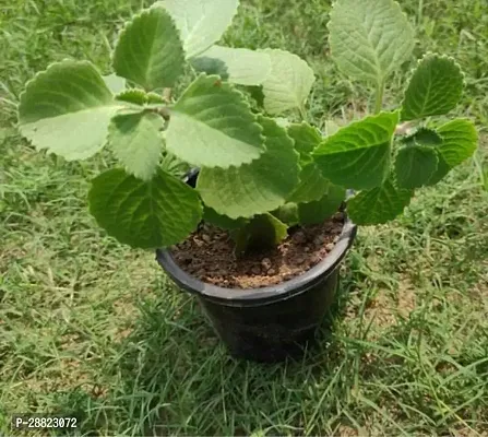 Baishnab  ecoworlds ajwain plant Ajwain Plant