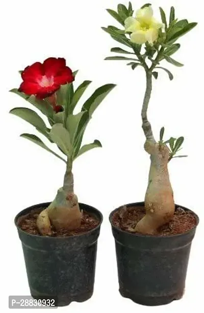 Baishnab  ADENIUM12 Adenium Plant-thumb0