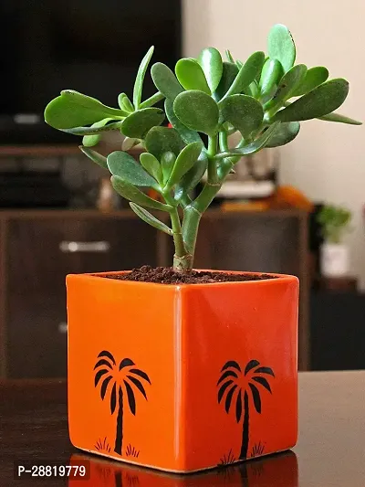 Baishnab  JNNJ01 Jade Plant