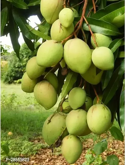 Baishnab Mango Plant MANGO_JAPANESE_VARIETY_243-thumb0