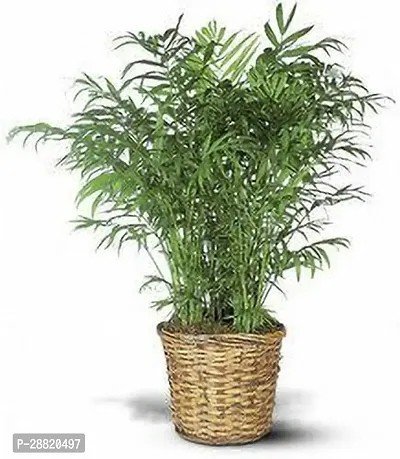 Baishnab  AAO01 Areca Palm-thumb0