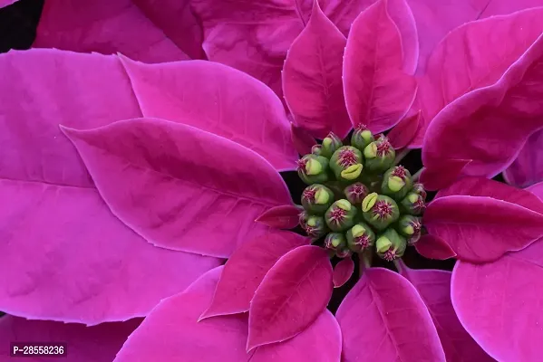 Baishnab Poinsettia Plant Red Rare Poinsettia-thumb0