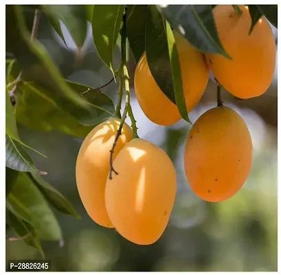 Baishnab  ALPHONSO MANGO PLANT33 Mango Plant-thumb0