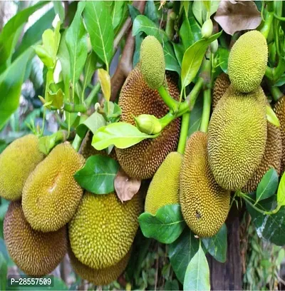 Baishnab Jackfruit Plant JackfruitKatahal Plant 01