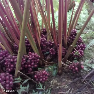 Baishnab  Live Black Cardamom Plant ElaichiCardamo