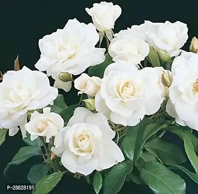 Baishnab  Rose Plant  White Rose Plant From Japan