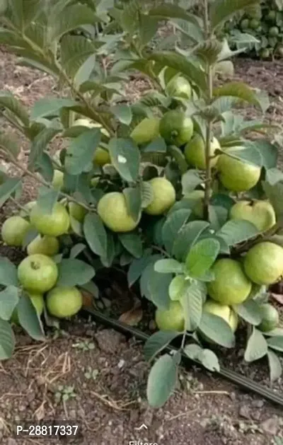 Baishnab  Guava plant053 Guava Plant