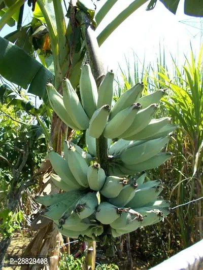 Baishnab  Hybrid Green Banana Plant A26 Banana Pl