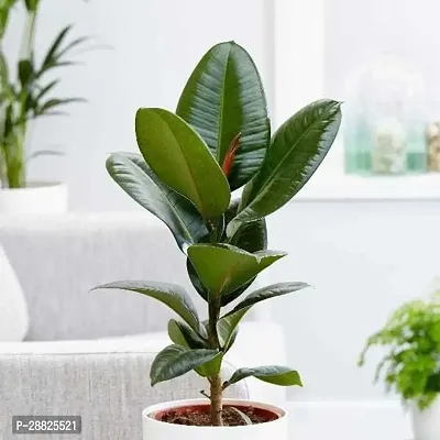 Baishnab  W0101 Rubber Tree