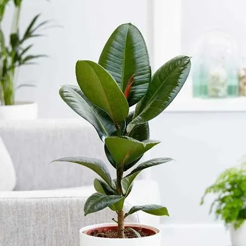 Best Selling Plant & Planters 