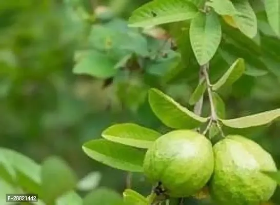 Baishnab  Horizon guava plant Guava Plant