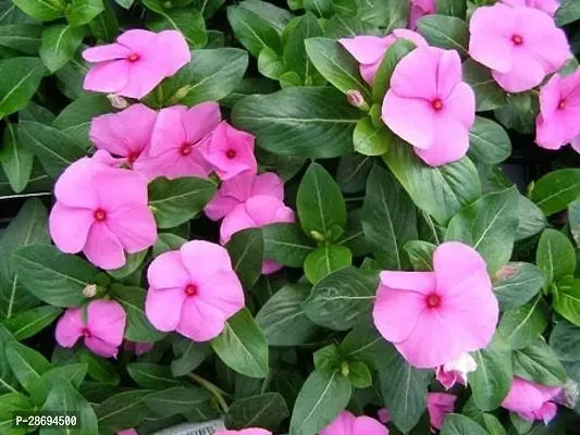 Baishnab SadabaharPeriwinkle Plant Live Pink FC Sadabahar-Catharanthus roseus Flower Plant- 1 Live Healthy Plant.