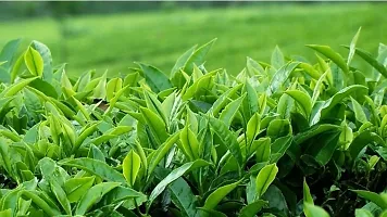 Baishnab Tea Plant Tea Plant ( Uzibkishtani Tea Plant )-thumb1