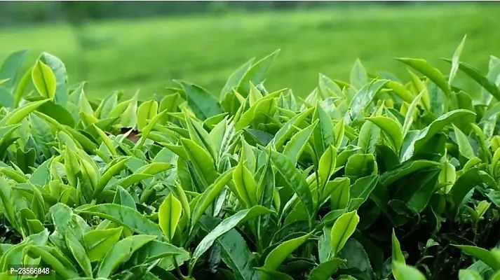 Baishnab Tea Plant Tea Plant ( Uzibkishtani Tea Plant )-thumb2