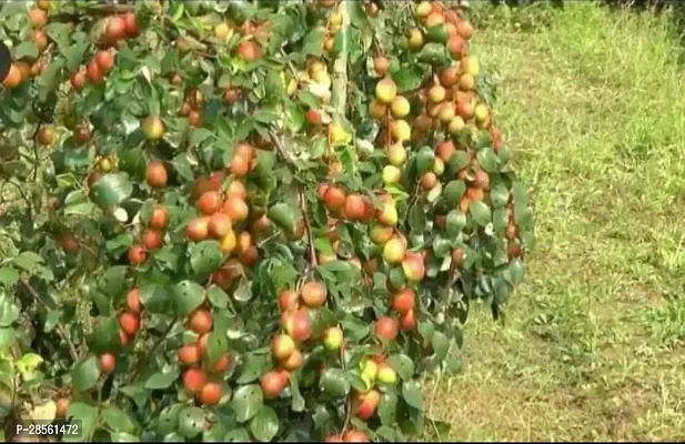 Baishnab Ber Apple Plant MissIndiaAppleBer01-thumb0