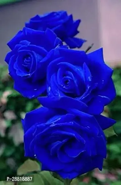 Baishnab  Blue Rose Plant CF800181 Rose Plant-thumb0