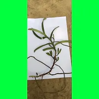 Baishnab Lily Plant VANDA_0 PUY9-thumb2