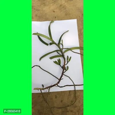 Baishnab Lily Plant VANDA_0 PUY9-thumb3