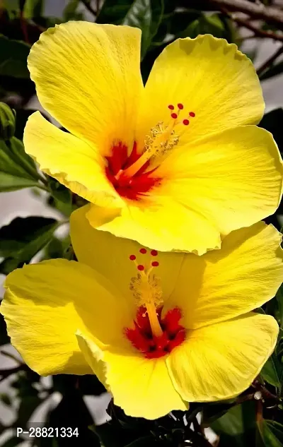 Baishnab  Yellow hibiscus plant Hibiscus Plant-thumb0