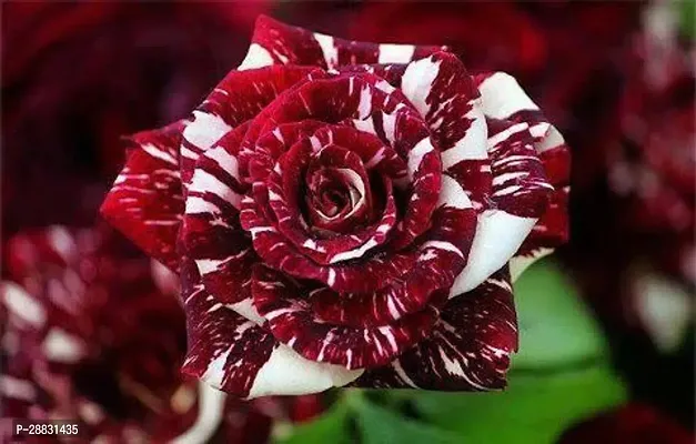 Baishnab  Abracadabra Hybrid Rose Plant Z0010 Rose-thumb0