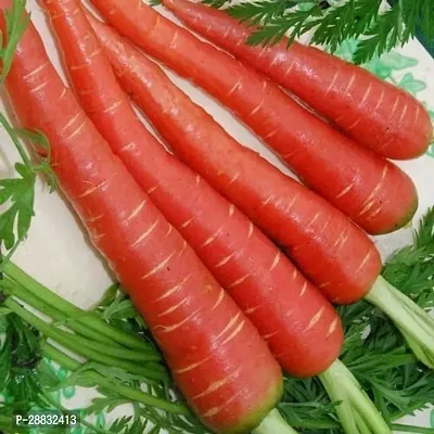 Baishnab Carrot Seed 20 PsNXX 57720PIECE-thumb0