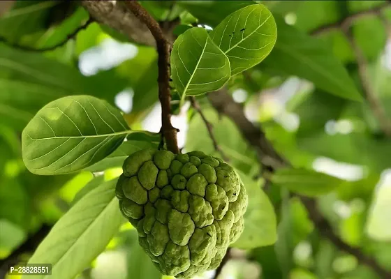 Baishnab  Custard Apple Live Plant Disha309058 C-thumb0