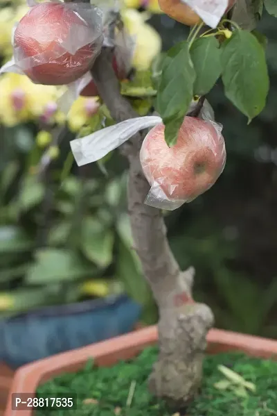 Baishnab  Apple Plant 1100 Apple Plant