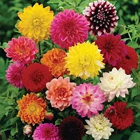 Baishnab Chandramollica gy125PS mc JKDahlia Double Mixed Hybrid Flower Seeds   D3118125PIECE-thumb2