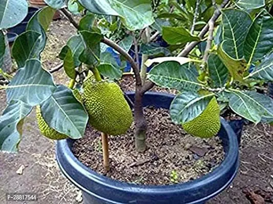 Baishnab  Pink Jackfruit Plant 017484 Jack Fruit Pl