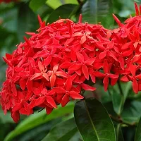 Baishnab Ixora Plant IXORA PLANT XO-thumb1