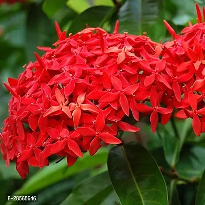 Baishnab Ixora Plant IXORA PLANT XO-thumb2