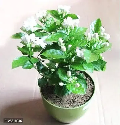 Baishnab  MTIA Jasmine Plant-thumb0