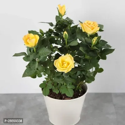 Baishnab Rose Plant EVROSE1