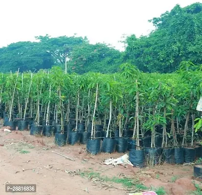 Baishnab  MANGO Q2043 Mango Plant-thumb0