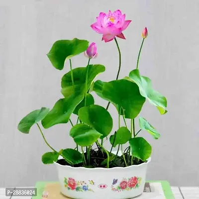 Baishnab Pink Lotus seed 10ps mseed210PIECE