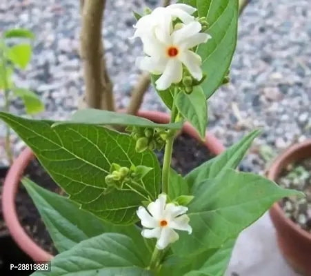 Baishnab  Jasmine Plant28 Jasmine Plant