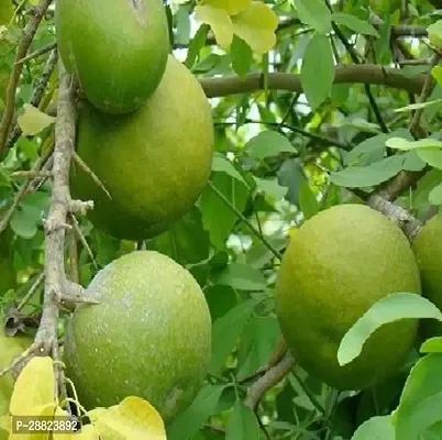 Baishnab  Bel Tree Bilva Patra Bel Patra  Grown-thumb0