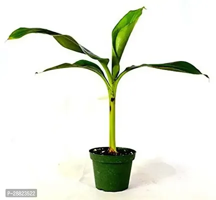 Baishnab  LiveAK175 Banana Plant