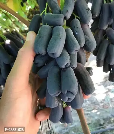 Baishnab  GF Black Grapes Plant-thumb0