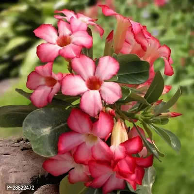 Baishnab  Climbing Adenium Plant Adenium Plant